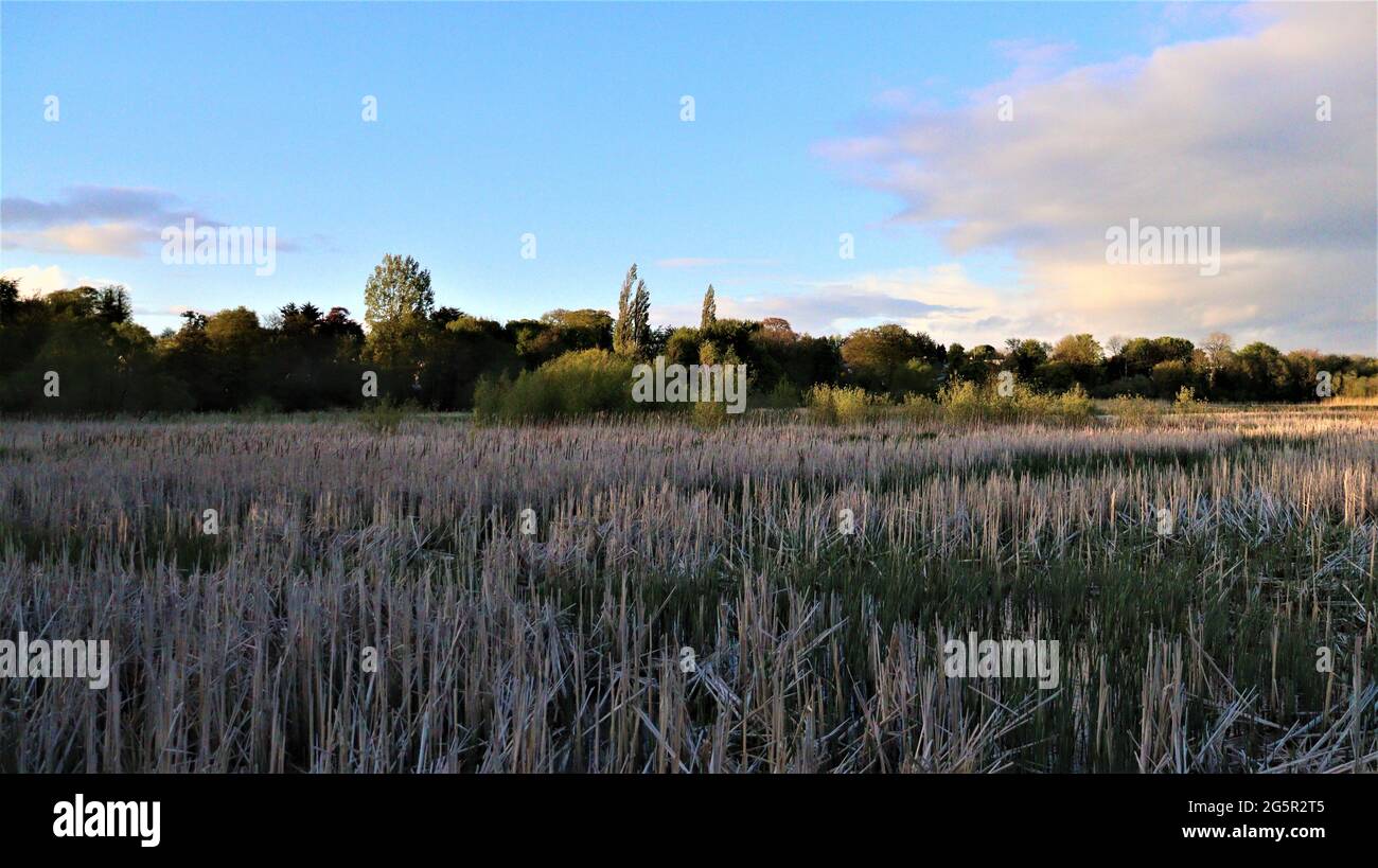 Photographie de la vie, vie de la nature, vie tranquille, arbres fleurs Bois Banque D'Images