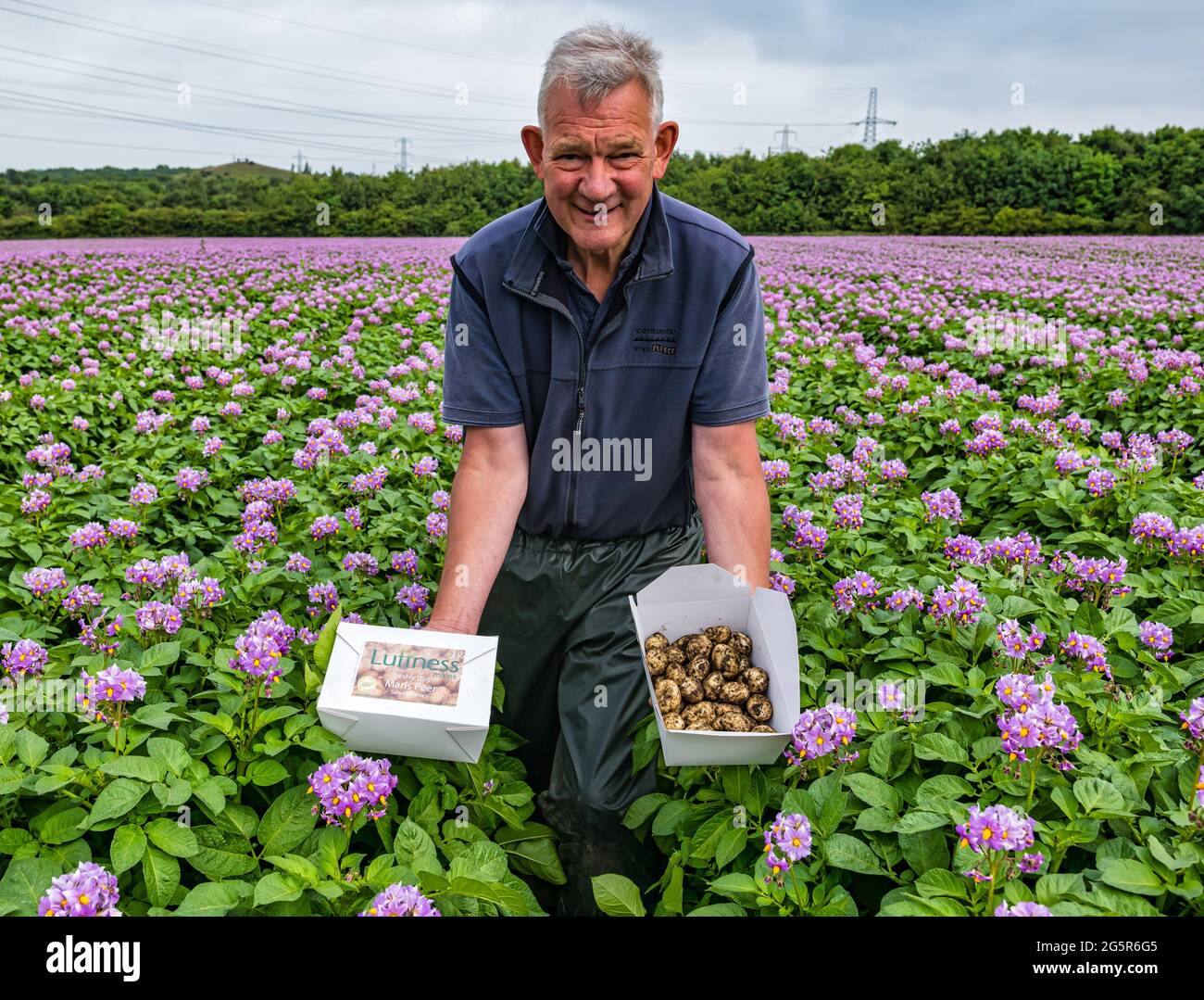 Luffness mains Farm, East Lothian, Écosse, Royaume-Uni, 29 juin 2021. Première nouvelle culture locale de pommes de terre : les pommes de terre Maris Peer éclatent en fleur, prêtes pour la récolte. Les espèces plus récentes sont produites pour ne pas avoir de fleurs, donc pour ne pas semer à la prochaine récolte. Le directeur de l'exploitation, Geert Knottenbelt, digère une section pour estimer le rendement. La ferme est l'un des plus grands fournisseurs de pommes de terre aux supermarchés dans le comté. Les nouvelles pommes de terre doivent être inférieures à 45 mm. Cette année, la ferme vendra des boîtes de 1kg dans les épiceries de Margiotta dans les villages voisins comme une étape pour vendre plus de produits localement Banque D'Images