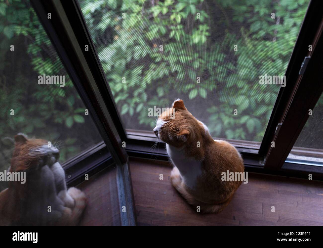 Chat orange et blanc mignon assis sur le seuil de la fenêtre et regardant le reflet. Banque D'Images