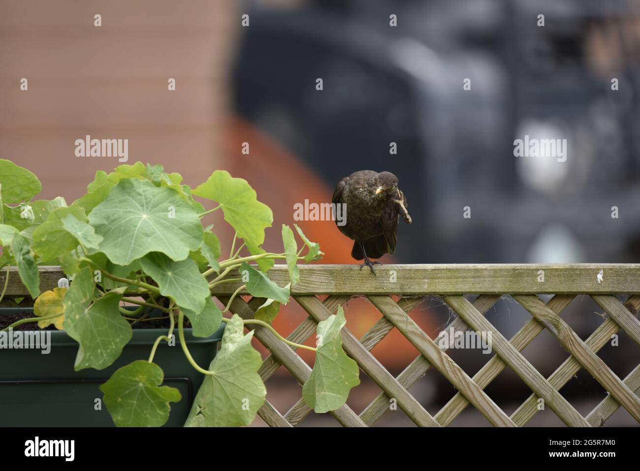 Femelle à tête noire (Turdus merula) perchée sur une jambe au-dessus d'une clôture en bois de Trellis, égratignures derrière l'oreille en été au pays de Galles Banque D'Images