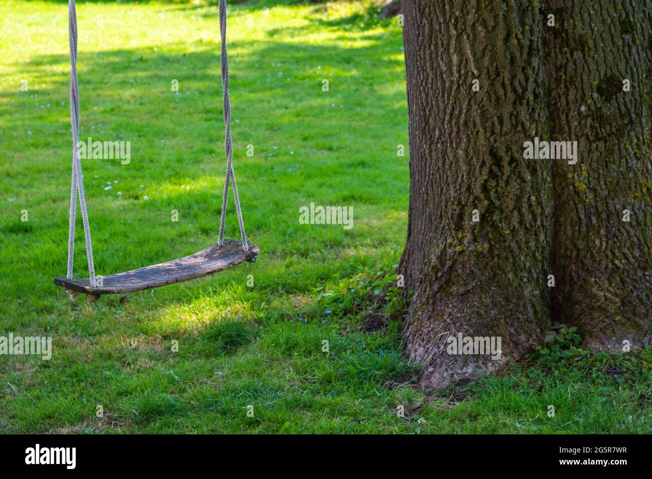 Ancienne balançoire en bois vide accrochée à un grand arbre Banque D'Images