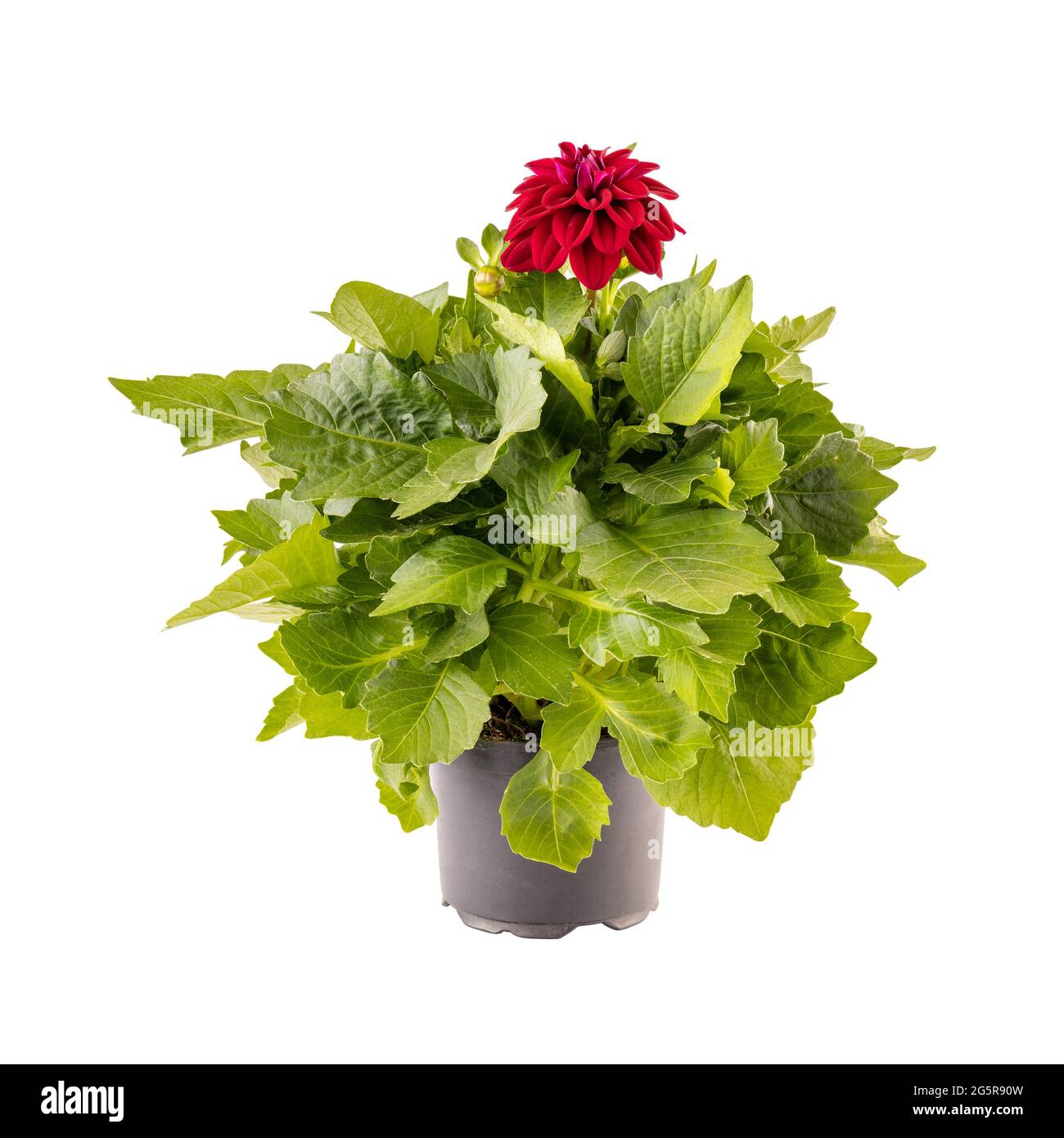 Fleur de dahlia rouge dans un pot de fleur isolé sur fond blanc Banque D'Images
