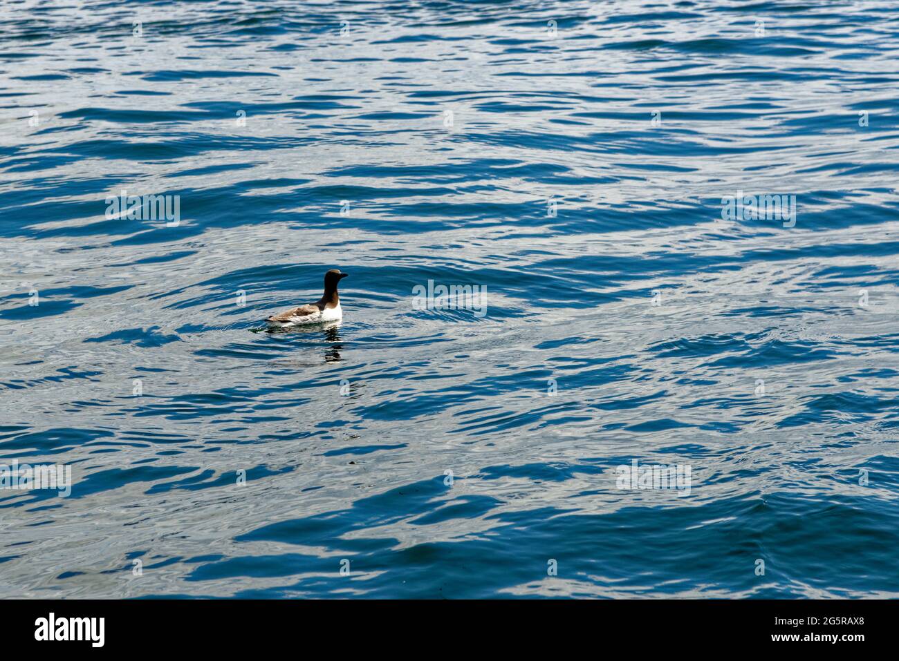 Guillemot nageant sur la côte de Northumberland autour des îles Farne Northumberland - Royaume-Uni Banque D'Images