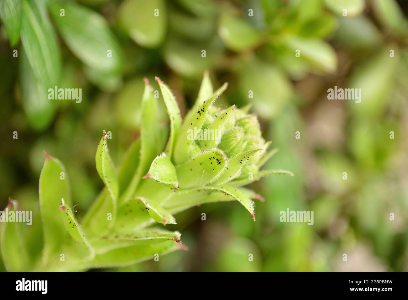 Plantez des fleurs de houseleek (Sempervivum tectorum) pleines de petits poux noirs dans un jardin par une belle journée d'été. Espace de copie, mise au point sélective Banque D'Images