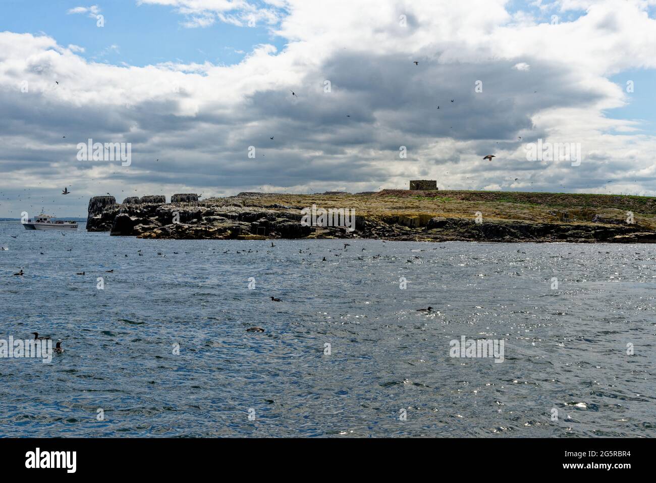Observation des oiseaux sur les îles de Farne - Côte de Northumbrian - Royaume-Uni. Observation de la mer, des oiseaux de mer, des macareux et des oiseaux. 12 juin 2021 Banque D'Images