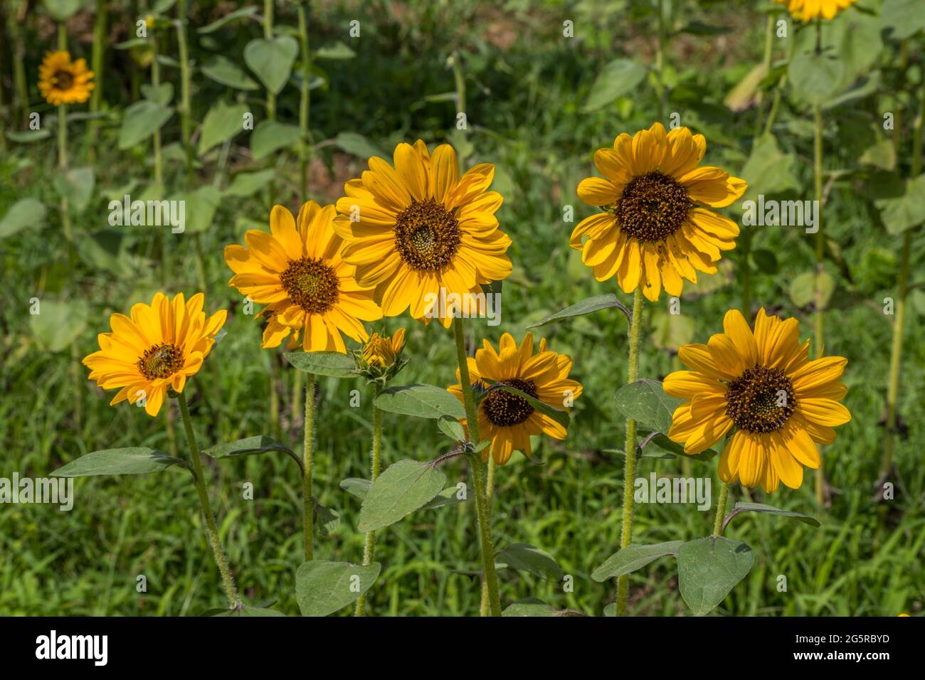 Un groupe de tournesols de taille naine avec des bourgeons qui poussent dans un champ sur une ferme pour la récolte de près lors d'une chaude journée d'été ensoleillée Banque D'Images