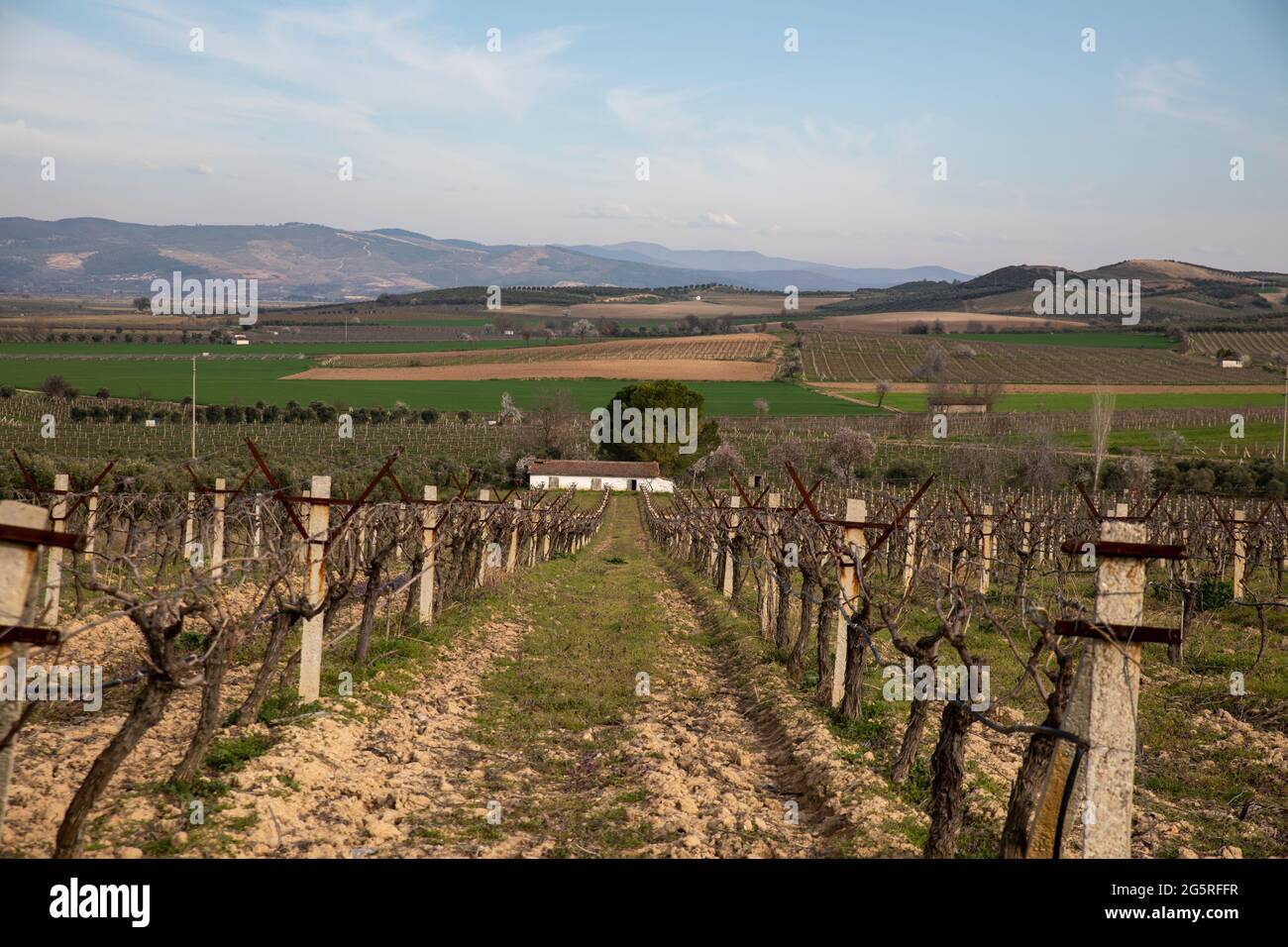 Vignobles et paysage de campagne, vignobles après récolte Banque D'Images