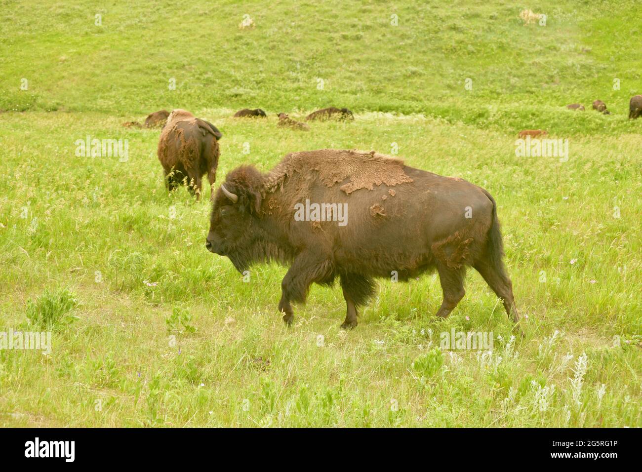 Bisons paître dans le parc national Custer sur la route de la faune à travers les prairies. Observation des animaux à Custer, Dakota du Sud, États-Unis Banque D'Images