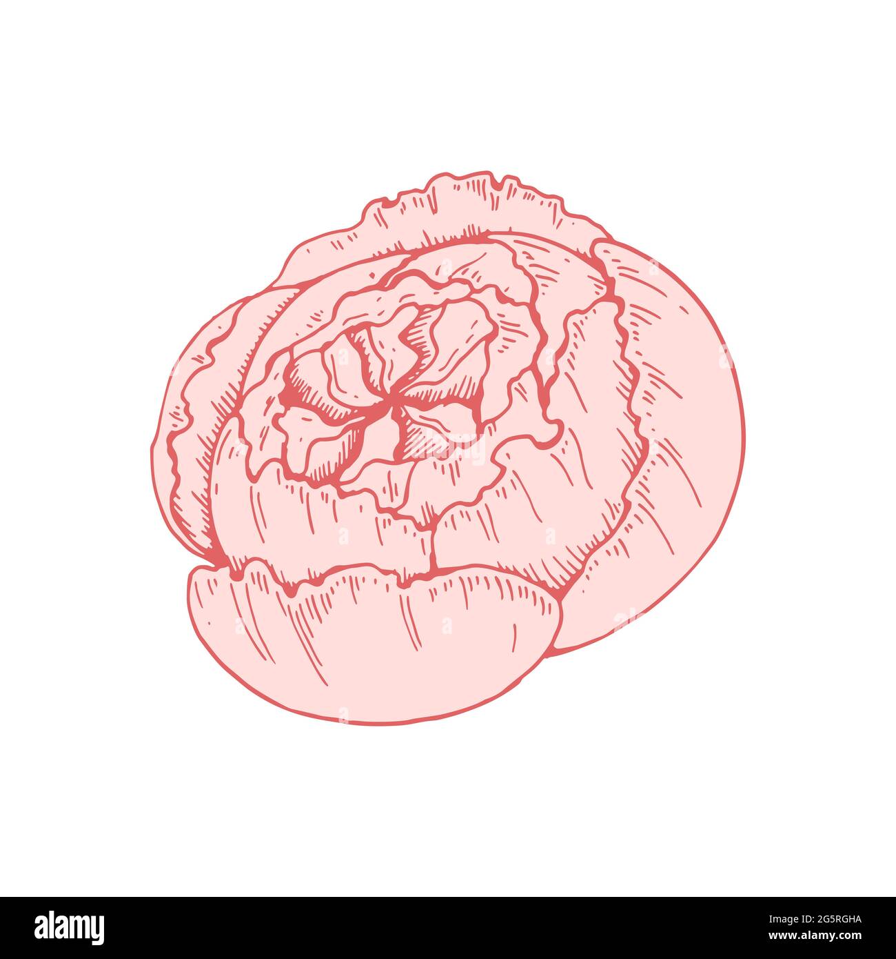 Fleur de pivoine rose dessinée à la main isolée sur fond blanc. Illustration vectorielle dans le style d'esquisse Illustration de Vecteur