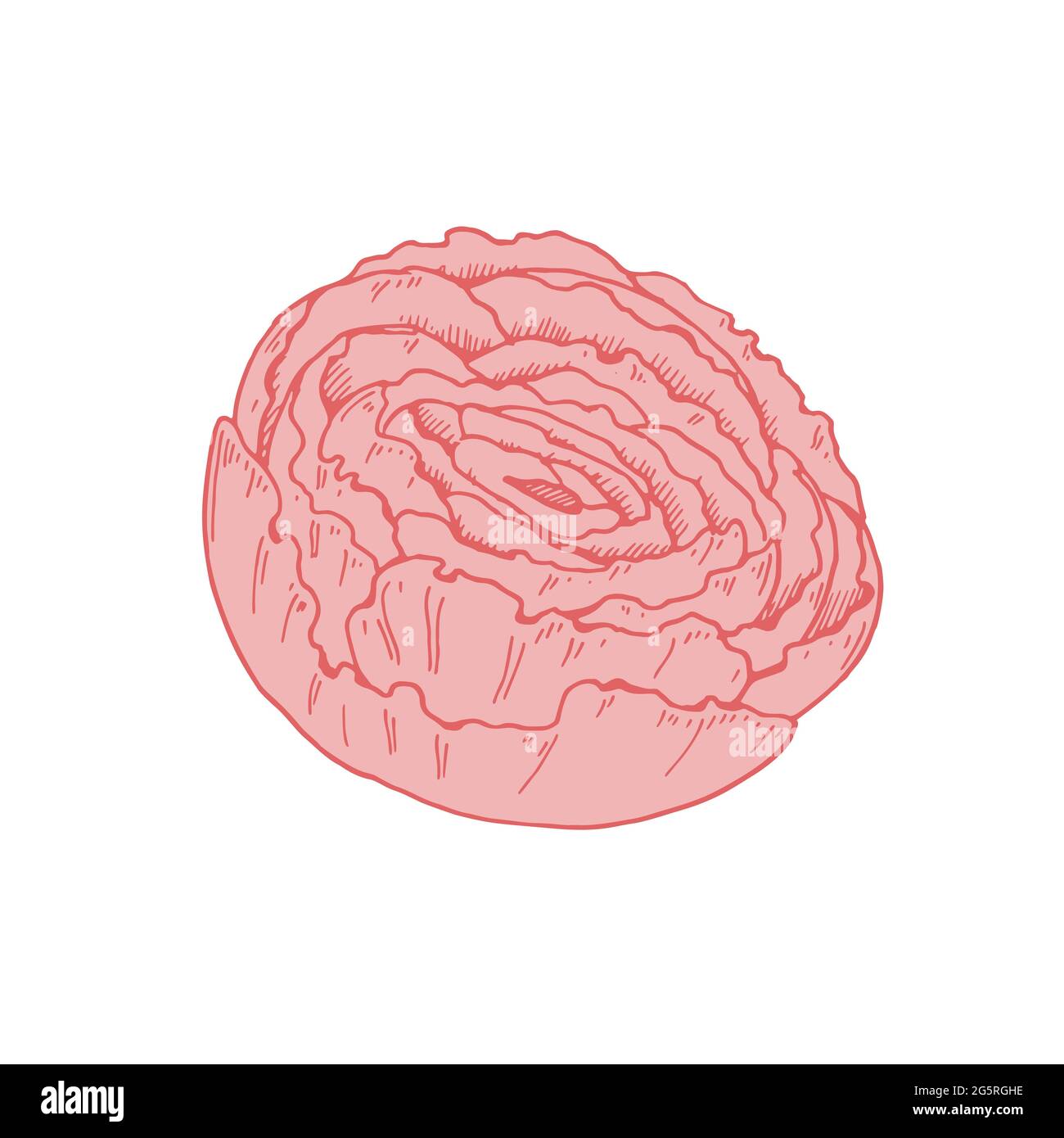 Fleur de pivoine rose dessinée à la main isolée sur fond blanc. Illustration vectorielle dans le style d'esquisse Illustration de Vecteur