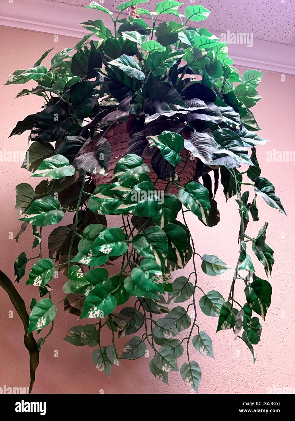 Sarasota, Floride, États-Unis. 26 juin 2021. Les scientifiques ont découvert comment les plantes parviennent à vivre les unes à côté des autres dans des endroits sombres et ombragés. Une ombre modérée ou même la menace de l'ombre, détectée par les photorécepteurs phytochromes, fait que les plantes s'allongent pour tenter de dépasser la concurrence. Crédit : John Marshall Mantel/ZUMA Wire/Alay Live News Banque D'Images