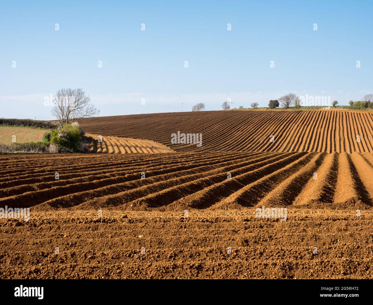forme géométrique de répétition forte rayures motif dans les courbes et les lignes dans un champ labouré à l'heure d'or côté lumière dure sous ciel bleu clair Banque D'Images