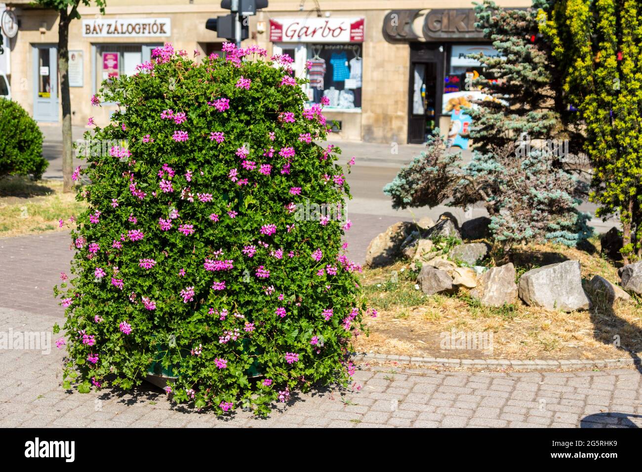 Fleurs en pot, pélargonium à feuilles d'ivy ou géranium en cascade (Pelargonium peltatum) décorant la rue, Sopron, Hongrie Banque D'Images
