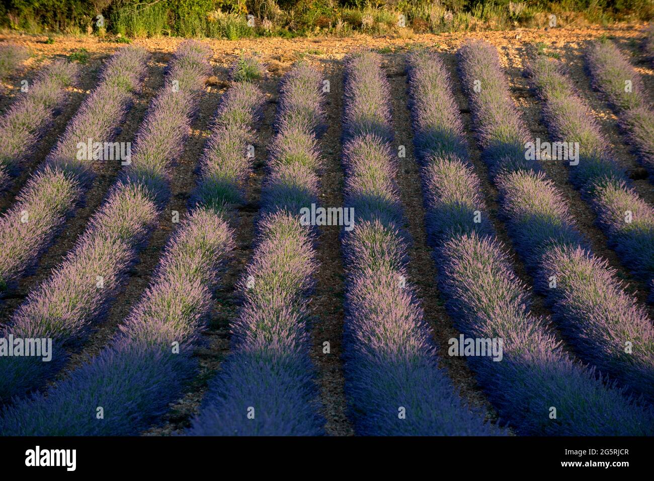 France, Alpes de haute Provence (04), plateau de Valensole, champs de lavande (Lavandula sp.) au coucher du soleil Banque D'Images