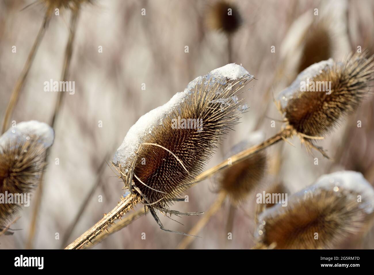 Wilde Karde, Dipsacus fullonum, Dipsaccaceae, Fruchstand, Schnee, EIS, Blume, Pflanze, à Buntbrache, parc naturel Klettgau, Kanton Schaffhausen, Suisse Banque D'Images
