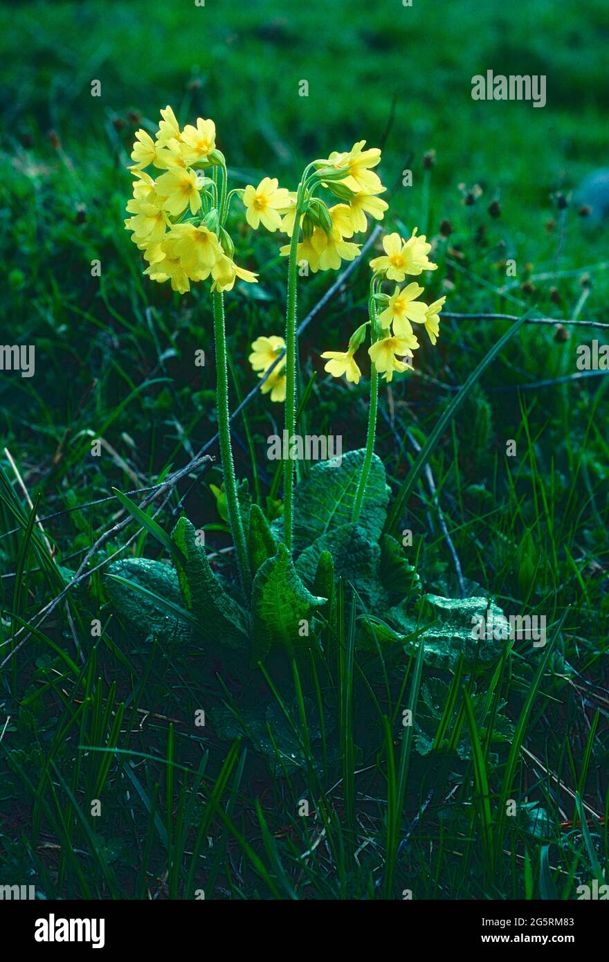Bälli, Primula elatior, Primulaceae, Blühend, Blume, Pflanze, Weisstannental, Kanton St. Gallen, Suisse Banque D'Images