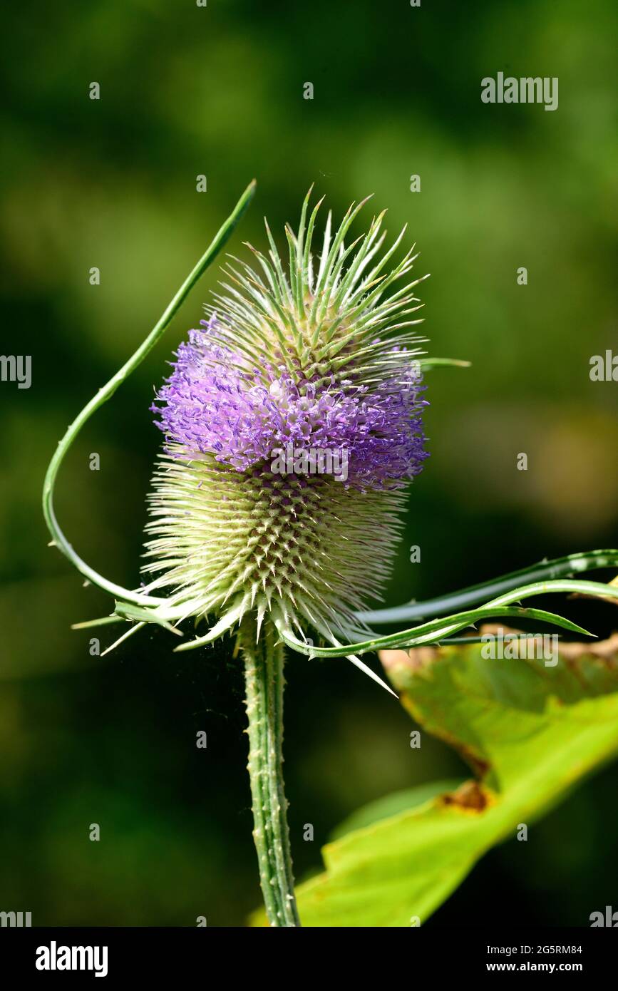 Wilde Karde, Dipsacus fullonum, Dipsaccaceae, Blütenstand, Blume, Pflanze, à Buntbrache, Naturpark Klettgau, Kanton Schaffhausen, Suisse Banque D'Images