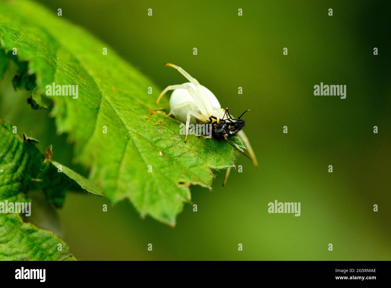 Veränderliche Krabbenspinne, Misumena vatia, Thomisidae, Spinne, Insekt, Tier, Klettgau, Naturpark, Kanton Schaffhausen, Suisse Banque D'Images