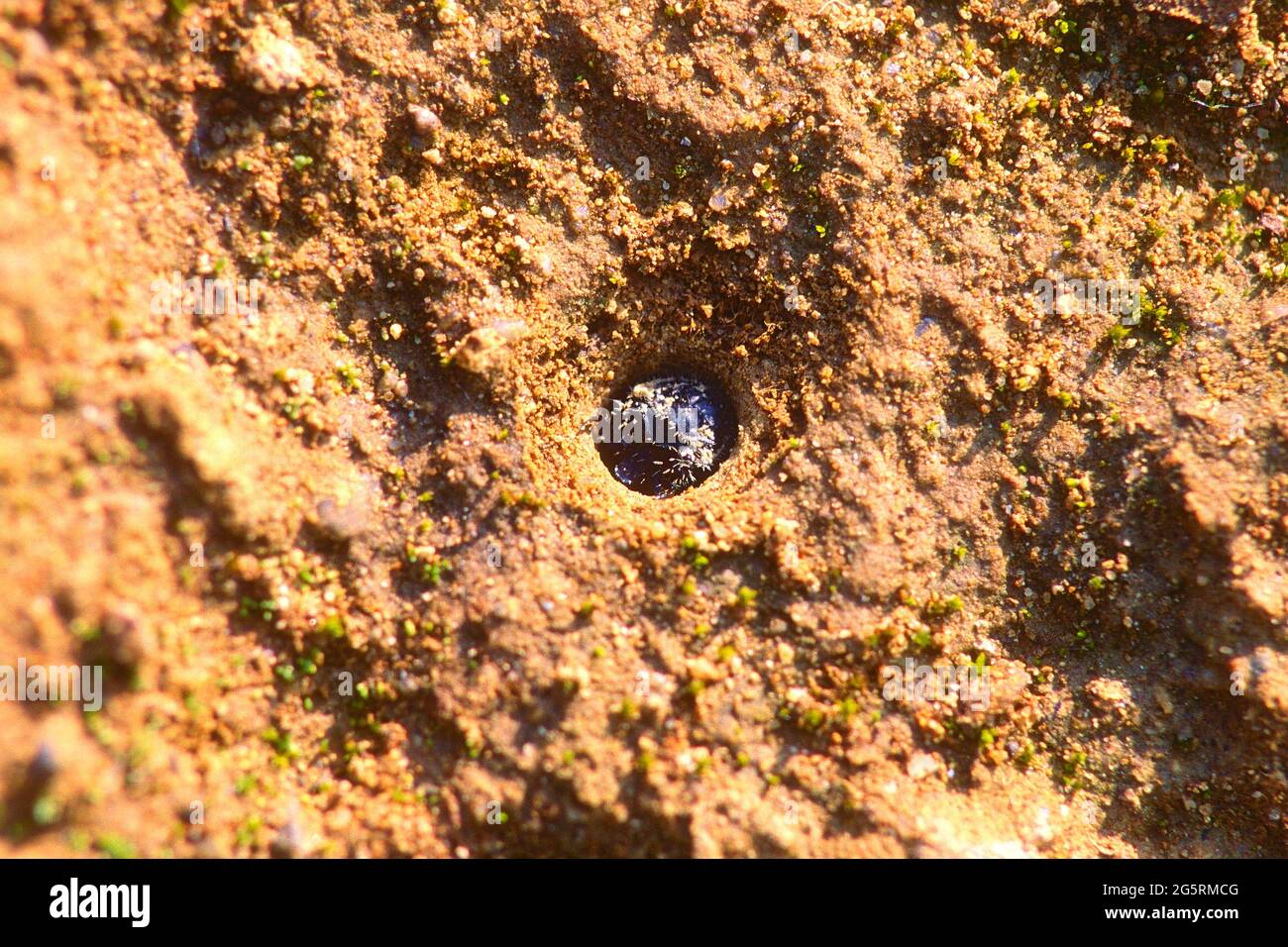 Sandlaufkäfer, Cicindela spec., Cicindelidae, Larve, in Erdhöhle, Käfer, Insekt, Tier, Kanton Graubünden, Suisse Banque D'Images