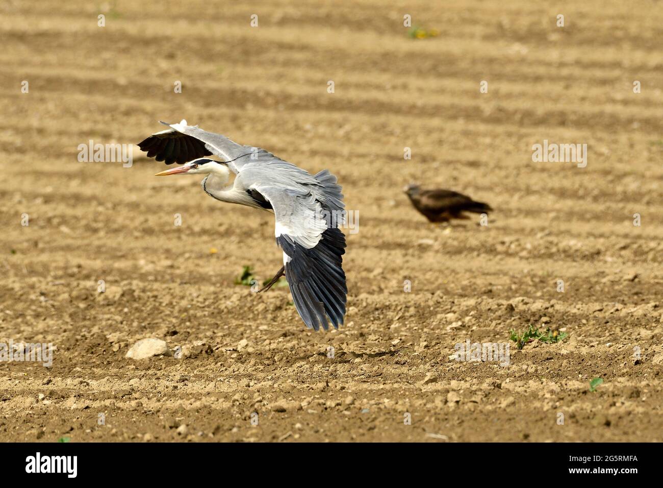 Graureiher, Ardea cinerea, Ardeidae, adulte, auffliegend, Vogel, Tier, Delley, Kanton Freiburg, Suisse Banque D'Images