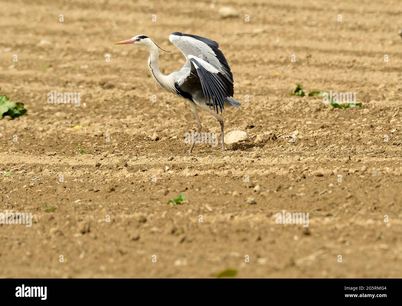 Graureiher, Ardea cinerea, Ardeidae, adulte, auffliegend, Vogel, Tier, Delley, Kanton Freiburg, Suisse Banque D'Images