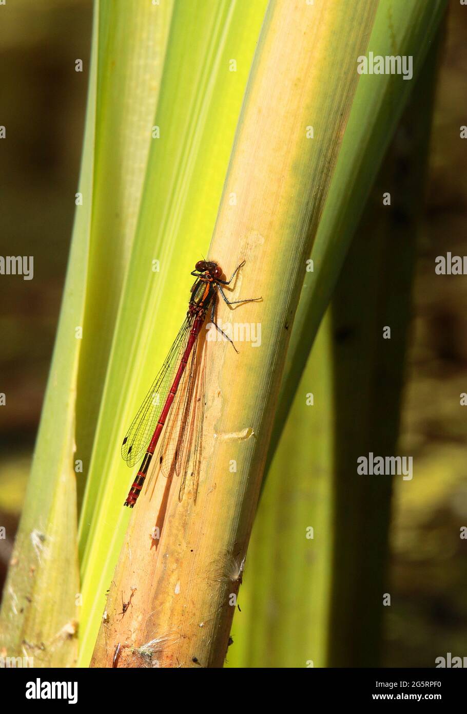 Damselfly rouge commun Banque D'Images