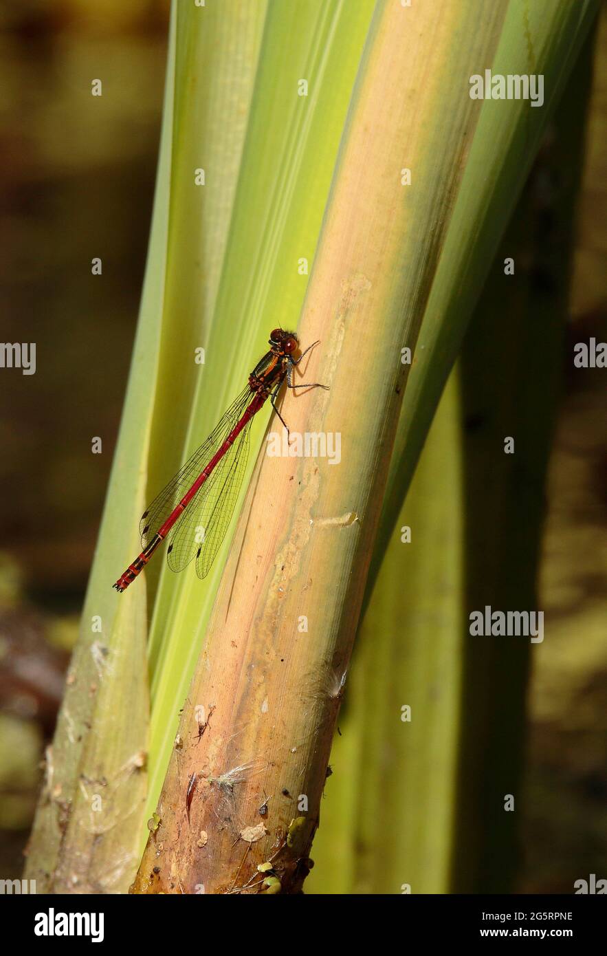 Damselfly rouge commun Banque D'Images