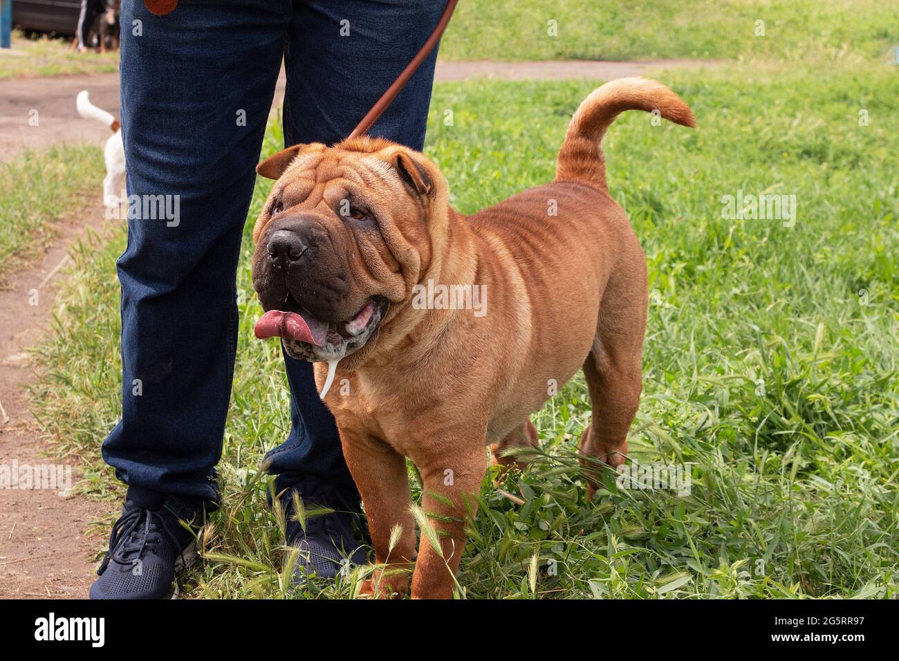 Shar Pei aux cheveux rouges sur un terrain vert lors d'un spectacle canin. Chiot domestique pour une promenade avec le propriétaire sur l'herbe verte. Chiot rouge de race. Reproduction et cari Banque D'Images