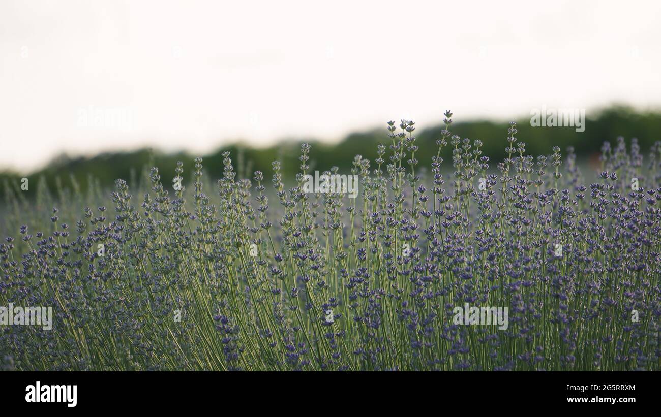 Jeunes fleurs de lavande fraîches. Magnifique arrière-plan nature. Gros plan détaillé sur les fleurs de lavande. Concept de cosmétiques, aromathérapie, parfum et ess Banque D'Images