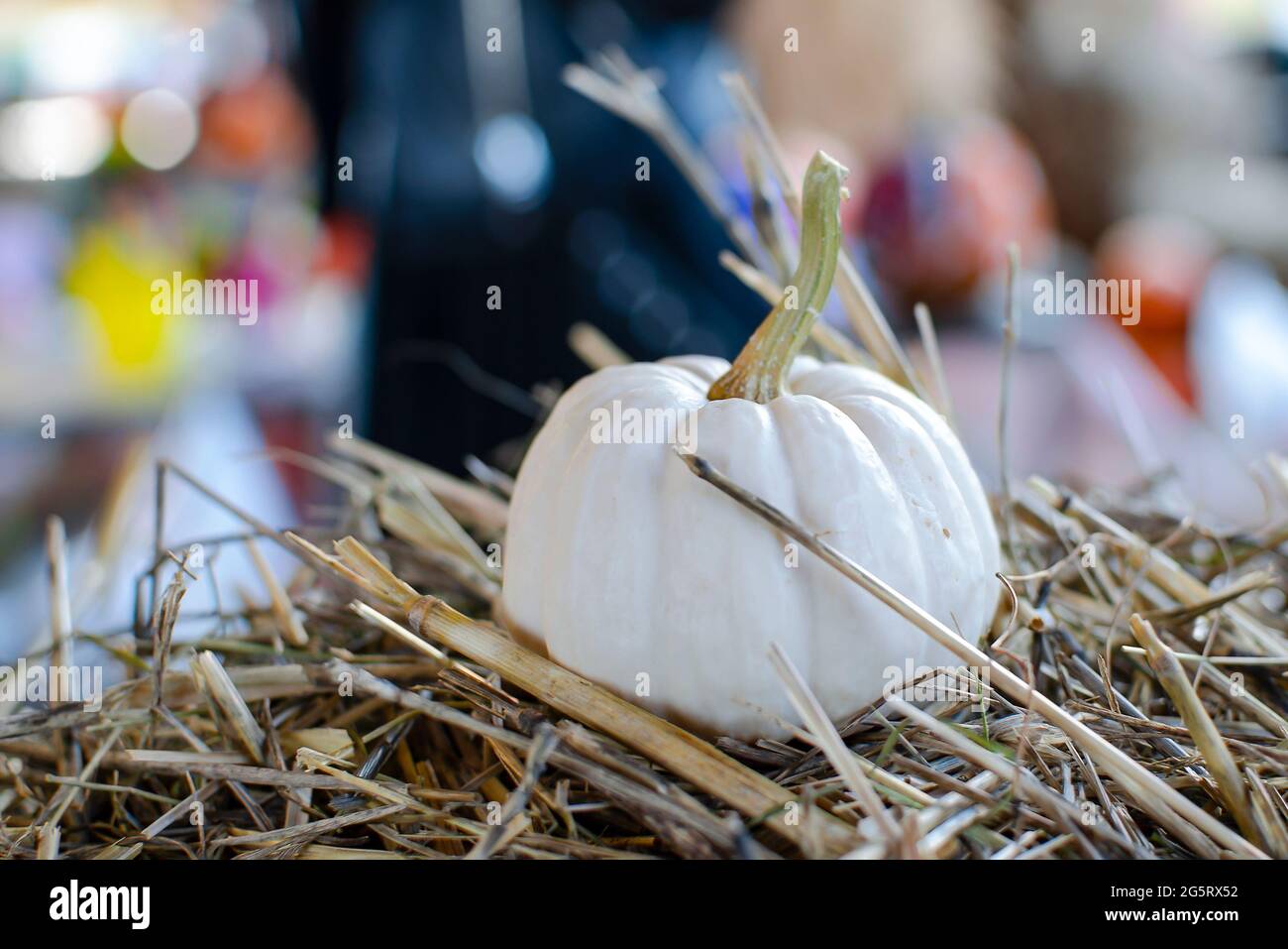 Citrouille d'Halloween. Citrouille blanche sur fond de foin dans un style rustique. Arrière-plan pour Halloween. Placer pour le texte Banque D'Images