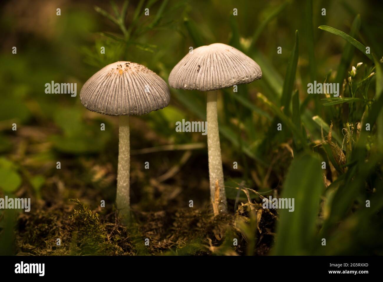 Paire de petits champignons dans le sol - macro shot Banque D'Images