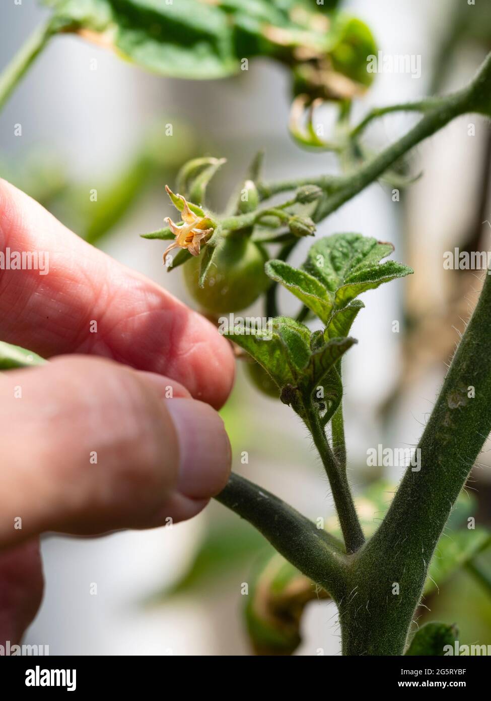 Préparation de l'élimination de la pousse latérale de la tomate en cordon indéterminée Solanum lycopersicum 'Outdoor Girl' Banque D'Images