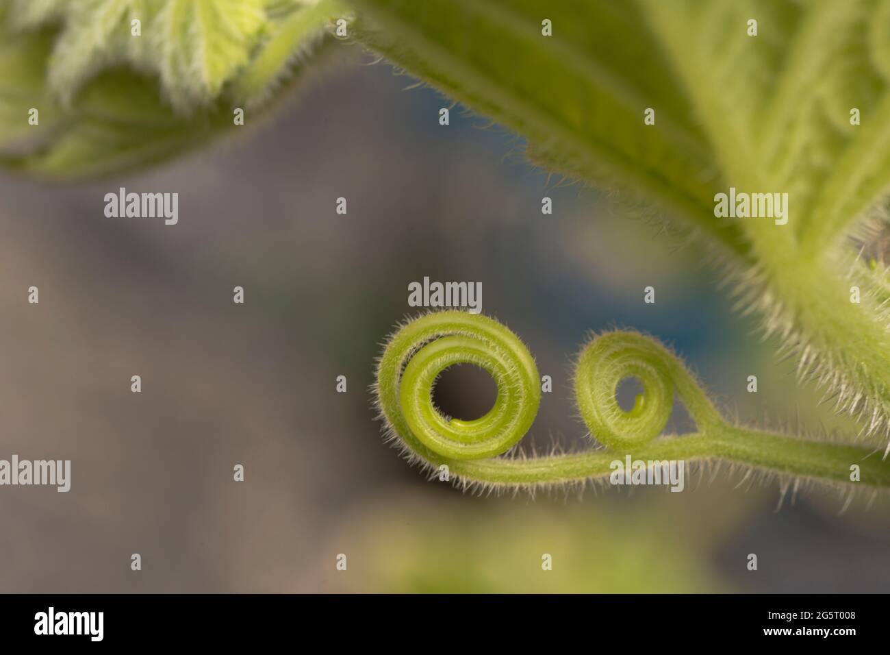 Détail d'une épidémie dans une plante de citrouille aux couleurs vives - photo macro. Noyer cendré Banque D'Images