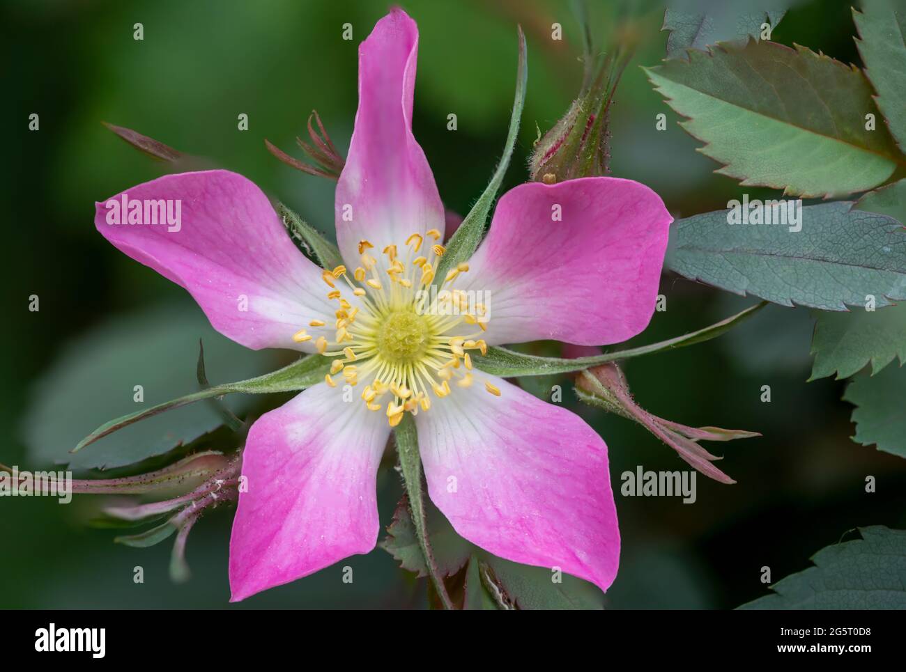 Gros plan d'une fleur de rose rouge (rosa glauca) en fleur Banque D'Images