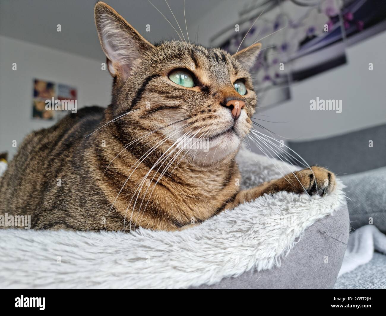 chat Kitty Banque D'Images