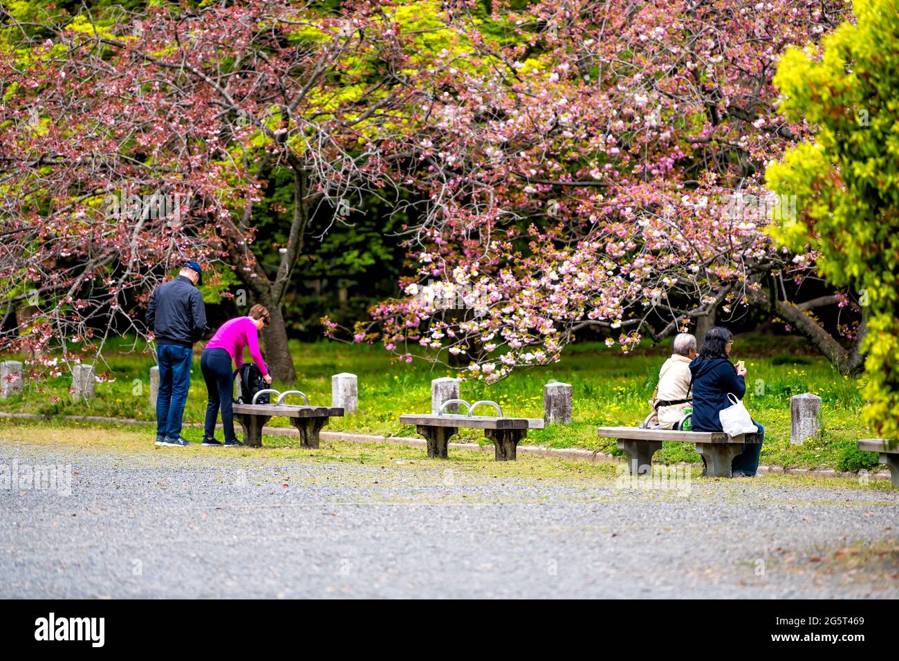 Kyoto, Japon - 17 avril 2019 : rue de la ville à Kyoto gyoen Palais impérial avec des gens assis sur le banc au printemps à la vue de sakura de cerisiers roses Banque D'Images