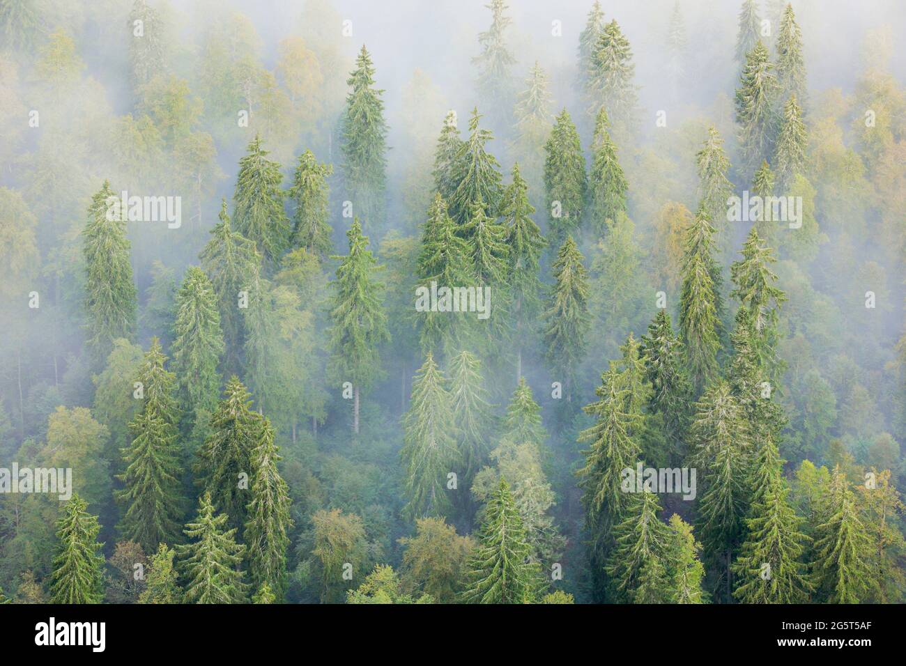 L'épinette de Norvège (Picea abies), forêt de sapins dans la brume, Suisse, Neuchâtel Banque D'Images