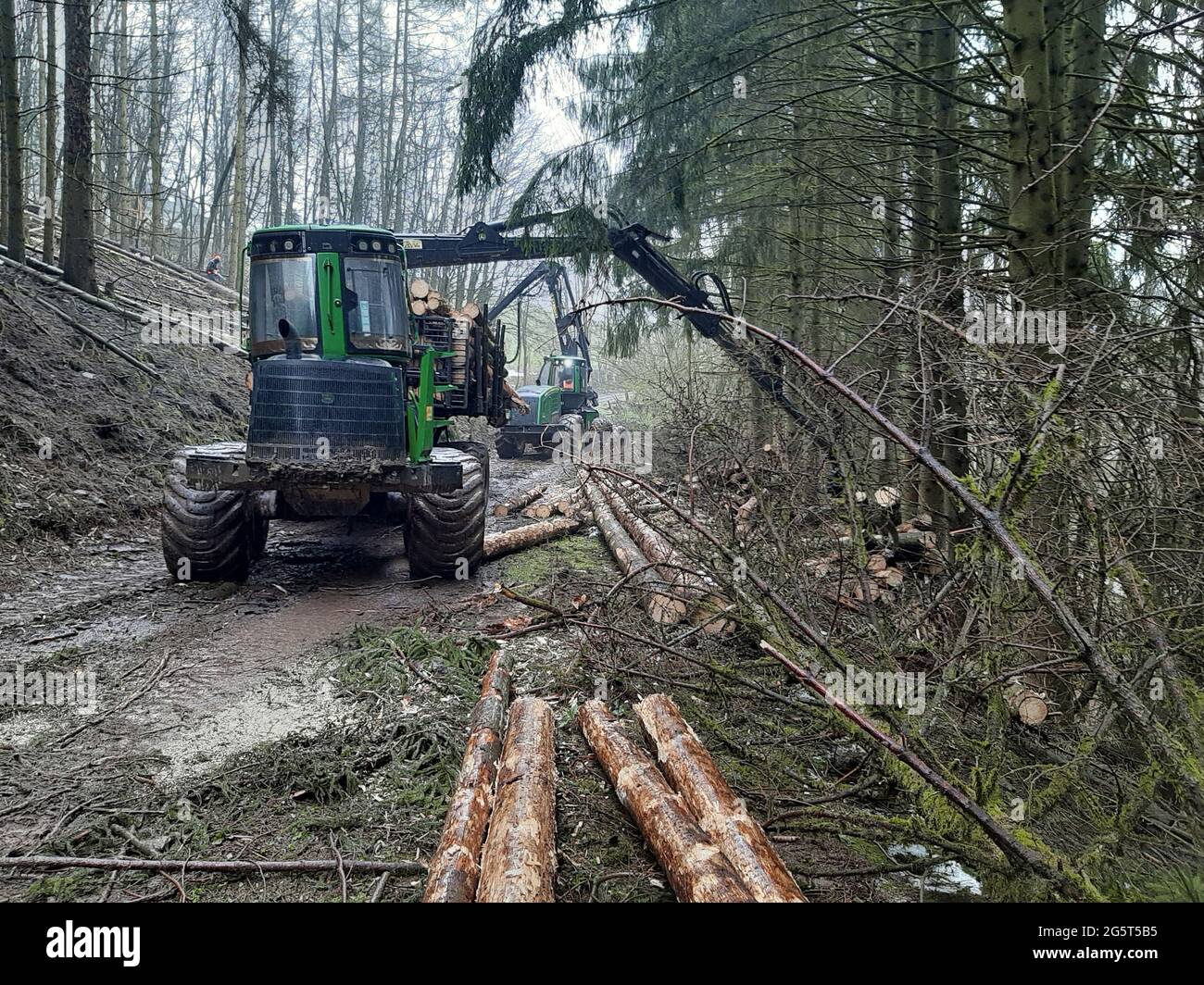 Récolte du bois dans la forêt, Allemagne Banque D'Images