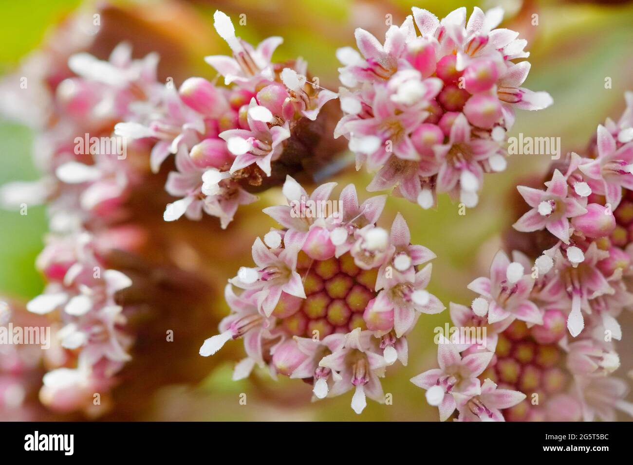 Butterburr (Petasites hybridus), détail d'une inflorescence, Allemagne, Rhénanie-du-Nord-Westphalie Banque D'Images