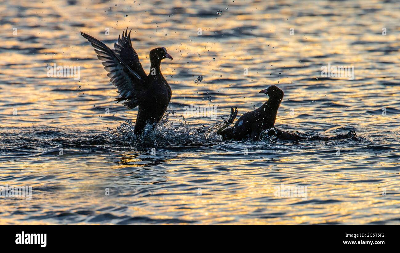 Black Coot (Fulica atra), deux cuisiniers noirs de combat en contre-jour, Allemagne, Bavière Banque D'Images