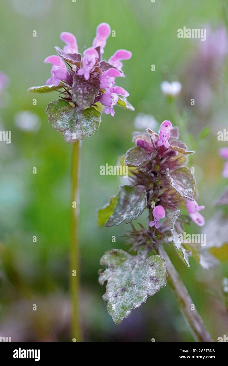 Ortie morte rouge, ortie morte pourpre (Lamium purpueum), avec mildiou, Allemagne, Rhénanie-du-Nord-Westphalie Banque D'Images