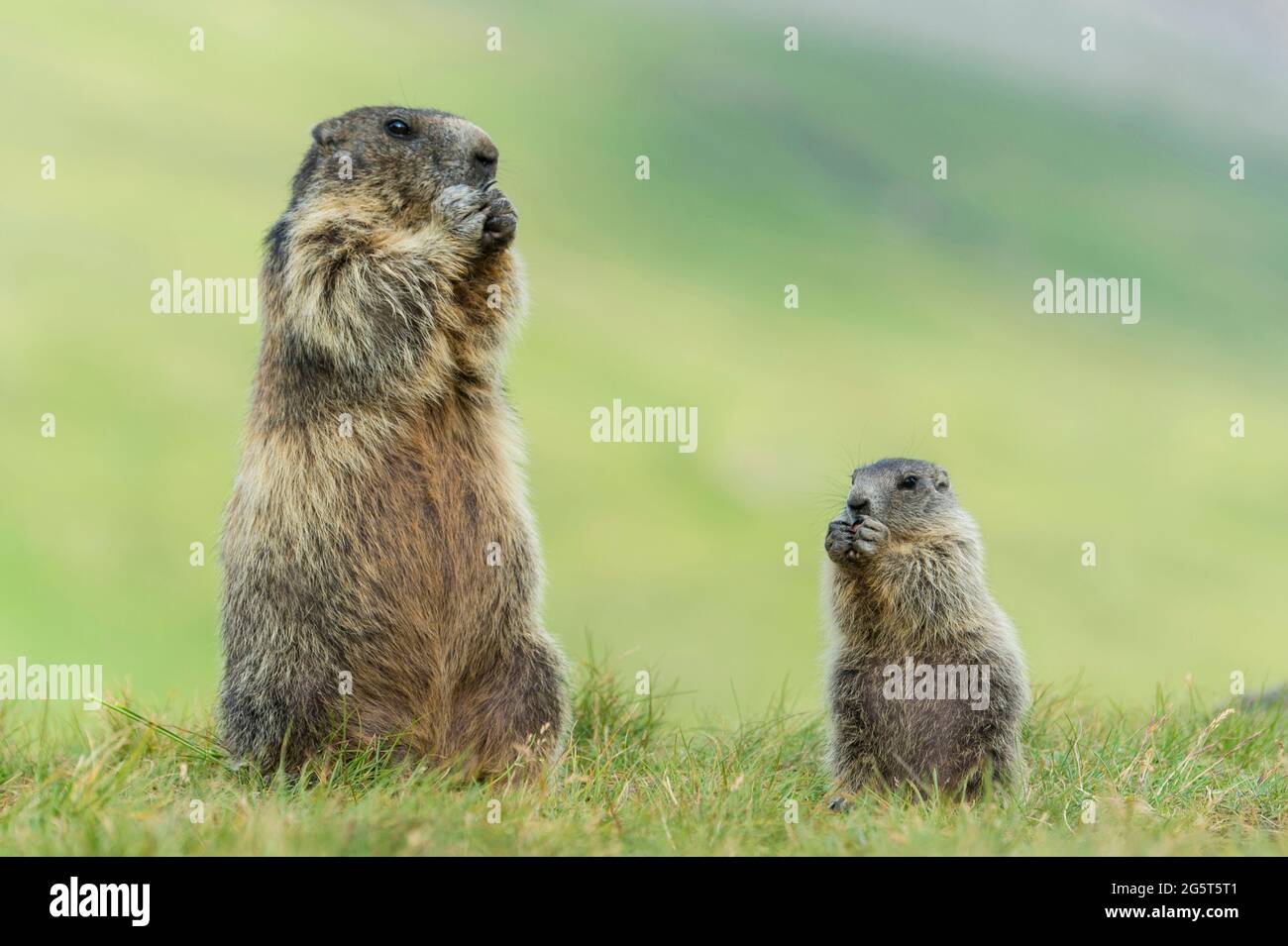 Marmotte alpine (Marmota marmota), peuplement adulte et juvénile ériger dans un pré, Autriche, parc national Hohe Tauern Banque D'Images