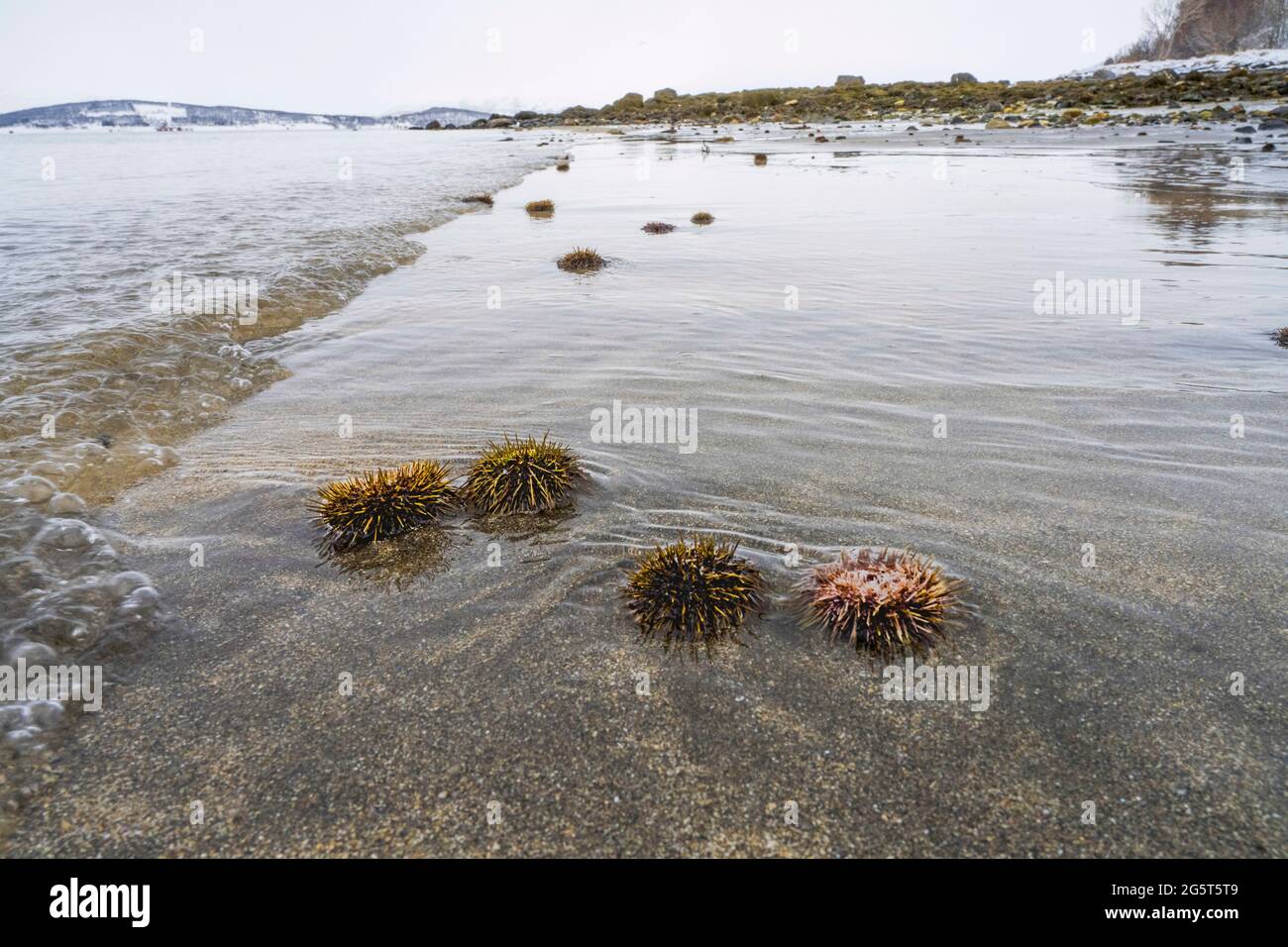 Oursin vert, oursin du Nord, oursin du Nord (Strongylocentrotus droebachiensis), oursin de mer sur la plage à marée basse, Norvège, Troms, Banque D'Images