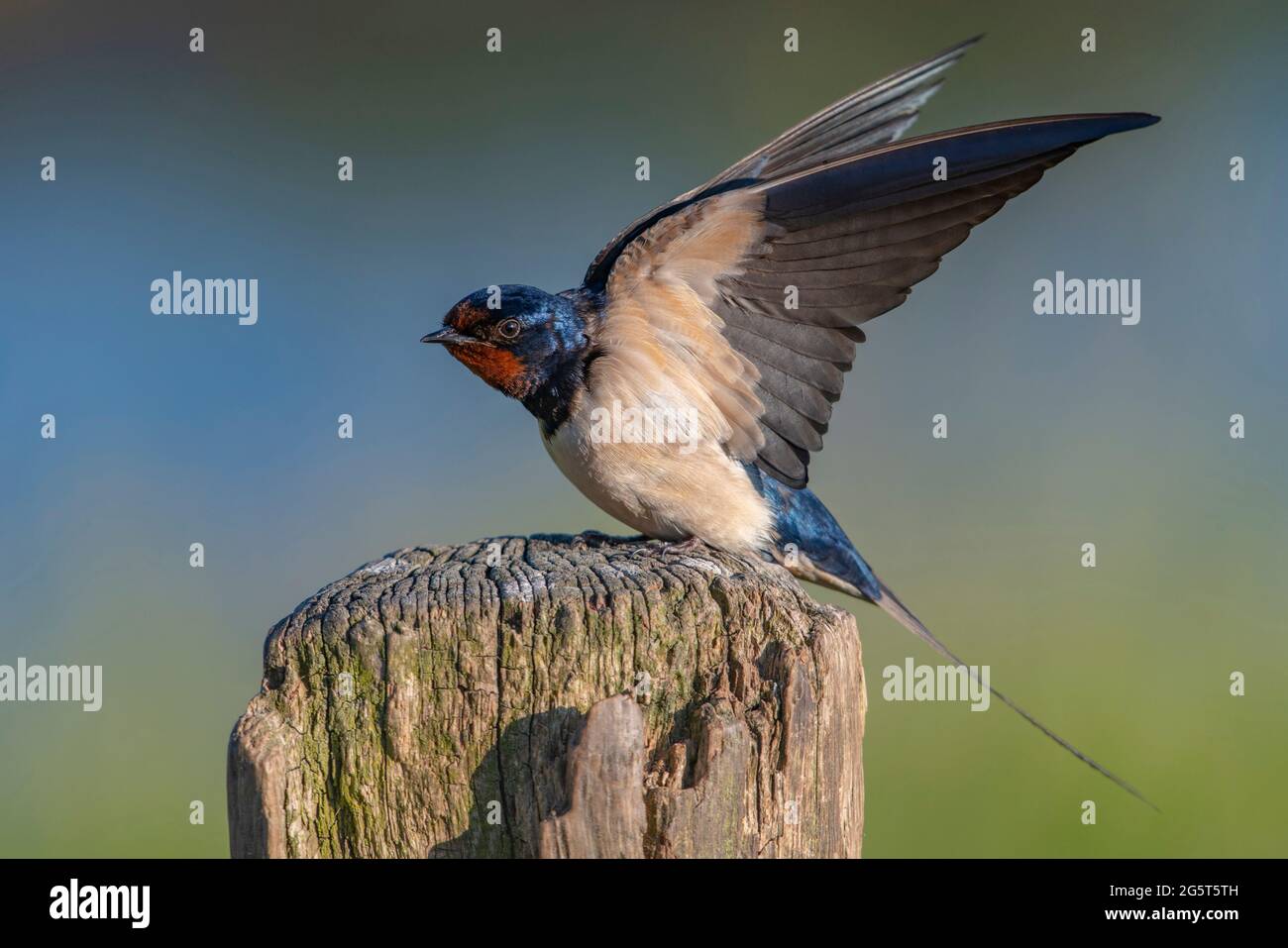 Oluge grange (Hirundo rustica), terres sur un poste en bois, Allemagne, Basse-Saxe Banque D'Images