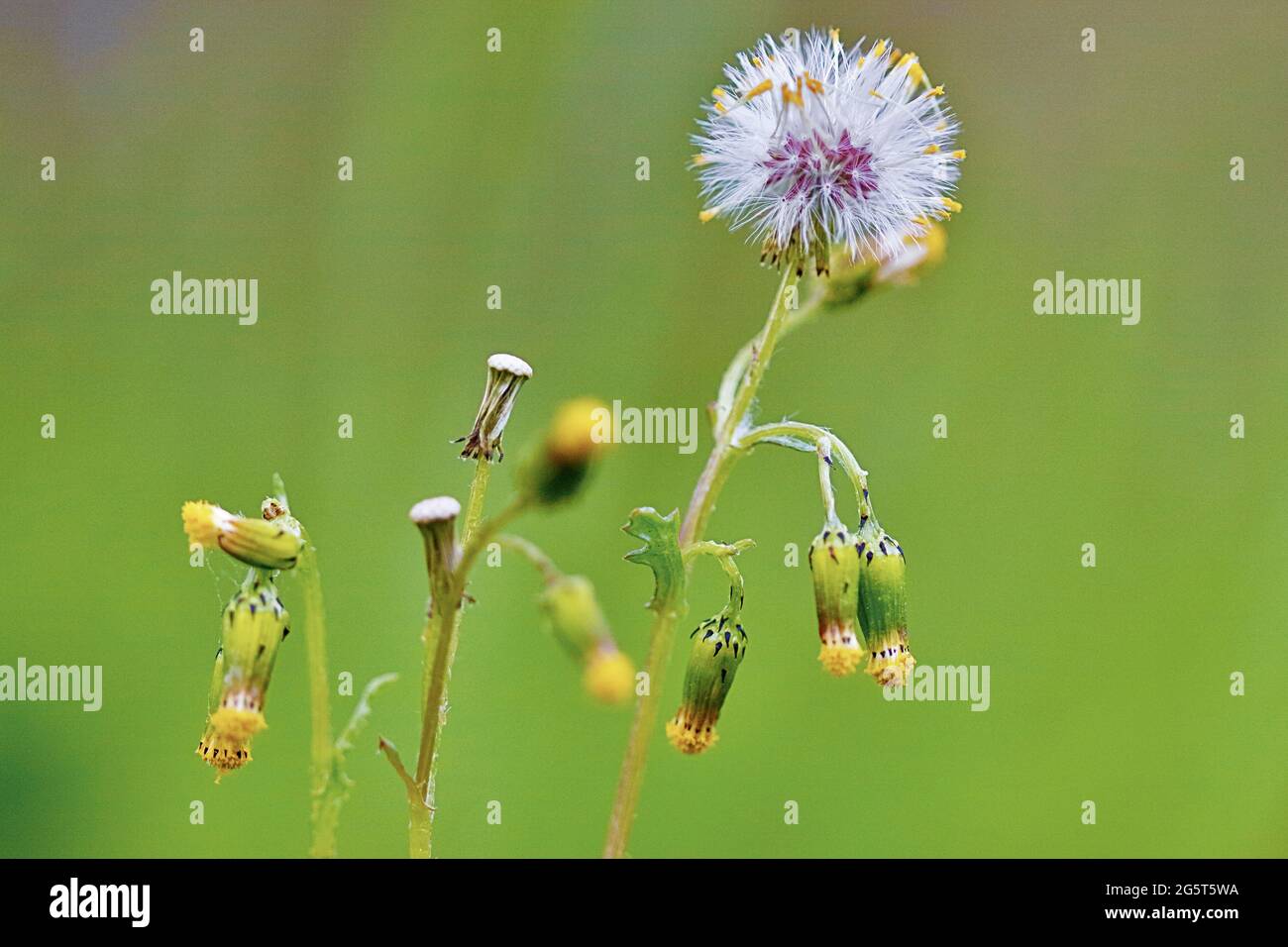 Sol commun, ancien-homme-dans-le-ressort (Senecio vulgaris), fleurs flétries et infroctescence, Allemagne, Rhénanie-du-Nord-Westphalie Banque D'Images