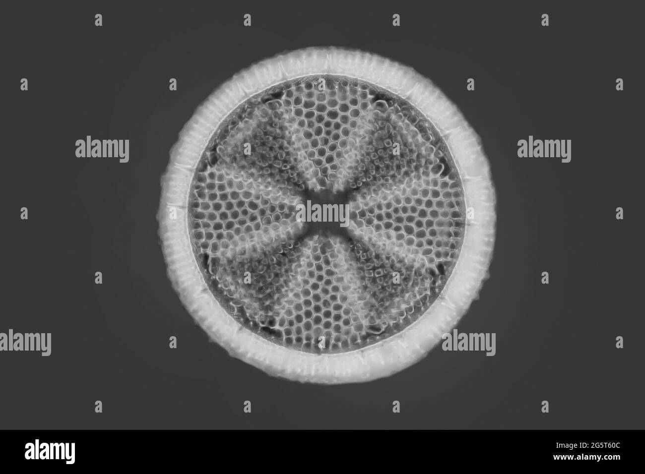 Diatomée (Diatomeae), diatomée de Patuxent River, image IRM à contraste de phase, États-Unis, Maryland Banque D'Images