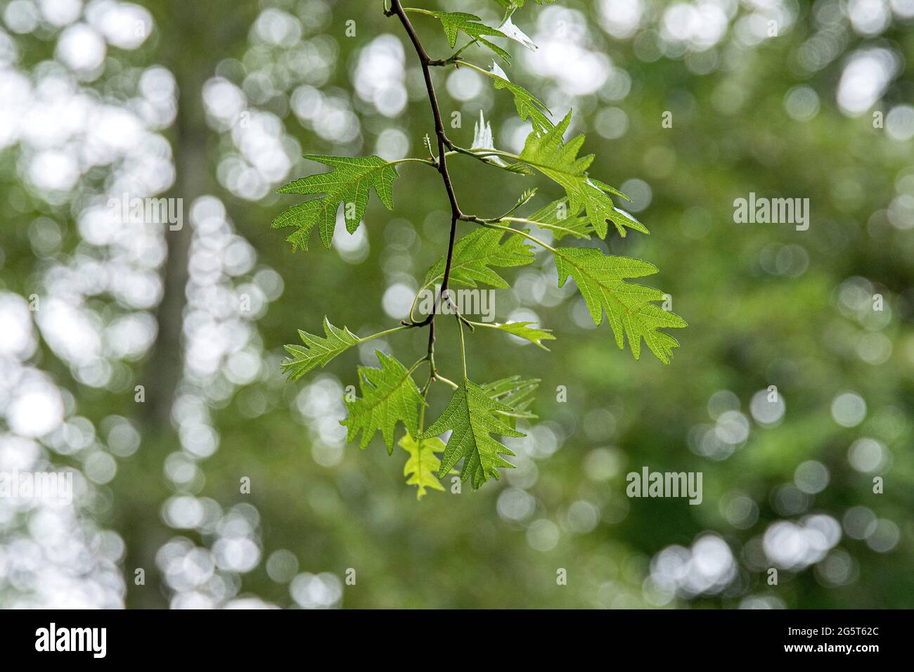Alder de Laciniate (Alnus glutinosa 'laciniata', Alnus glutinosa laciniata), branche avec feuilles de cultivar laciniata Banque D'Images