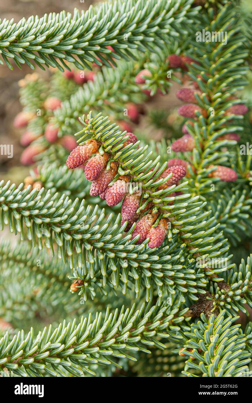 Fir espagnol, Fir hérisson (Abies pinsapo 'Kelleriis', Abies pinsapo Kelleriis), branche avec jeunes cônes, cultivar Kelleriis Banque D'Images