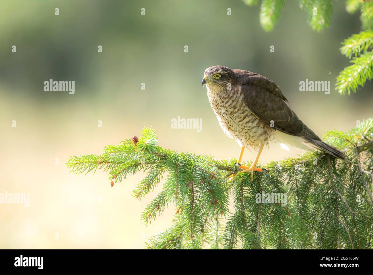 Faucon à moineaux du nord (Accipiter nisus), mâle perché sur une branche, Allemagne, Bavière Banque D'Images