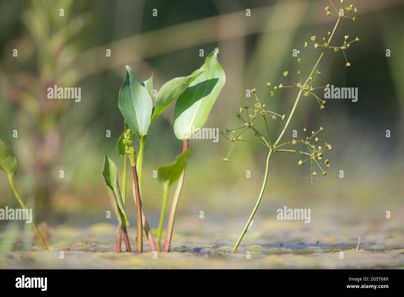 Plantain d'eau (Alisma plantago-aquatica), feuilles, inflorescence bourgeonnante et inflorescence, Allemagne, Bavière Banque D'Images